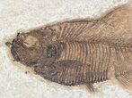 Diplomystus Fossil Fish - Wyoming #20829-2